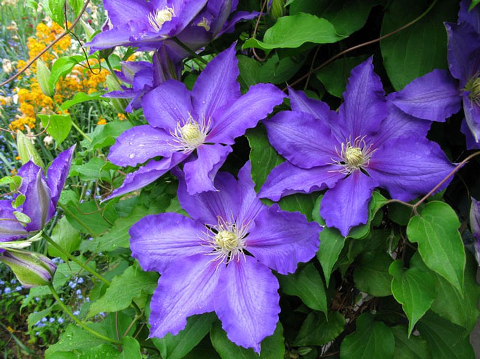 Wie Sie Clematis Richtig Pflanzen Und Gedeihen Lassen