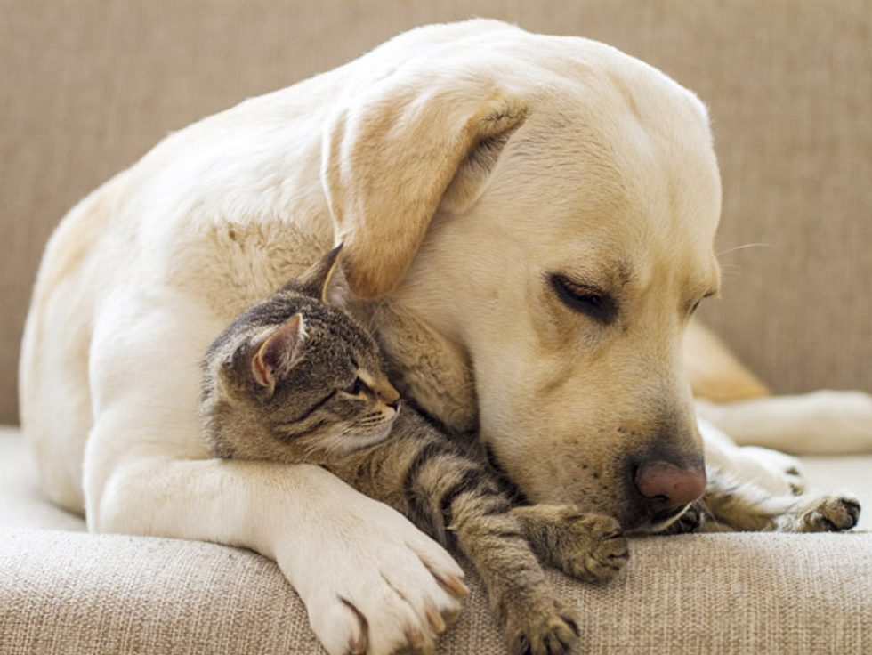 Tierhaare Entfernen 7 Tricks Fur Eine Problemlose Reinigung