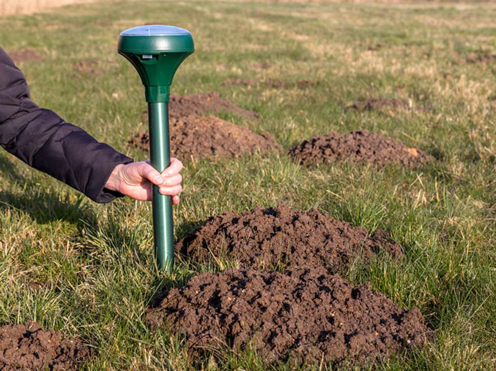 Mit Diesen Mitteln Vertreiben Sie Maulwurfe Sanft Aus Ihrem Garten