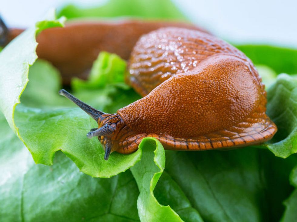 Schnecken Im Garten Das Hilft Gegen Den Befall Liebenswert Magazin