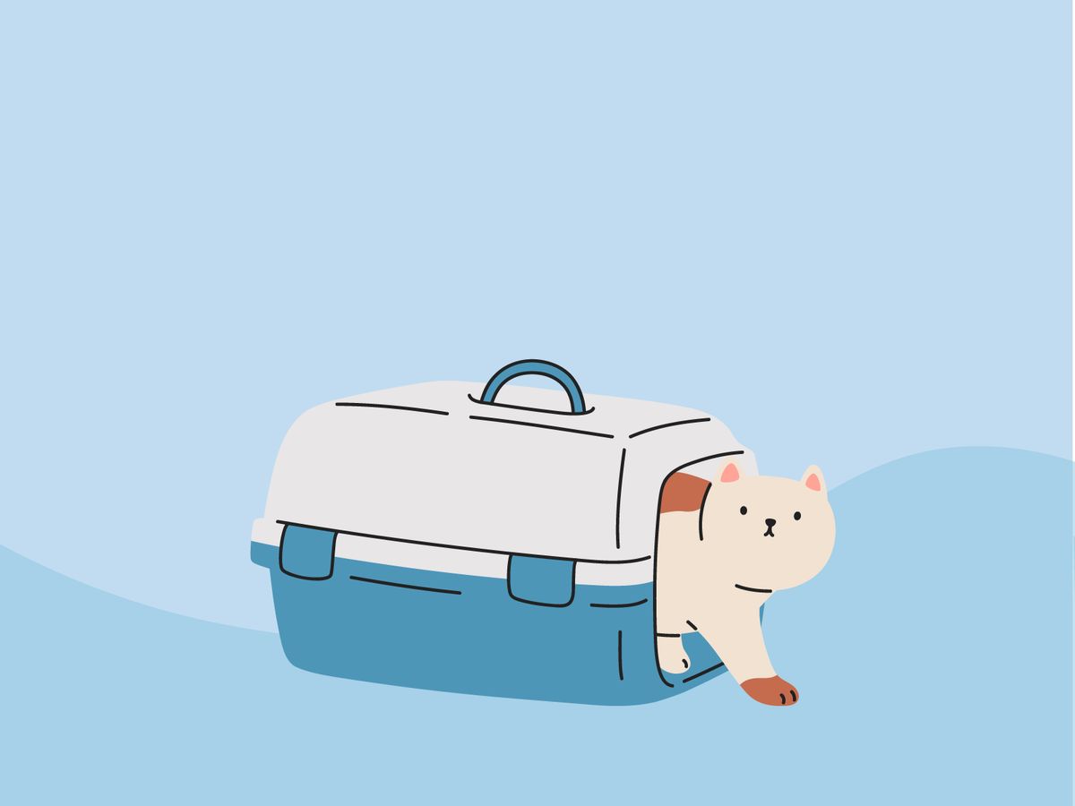Katze spaziert aus Transportbox