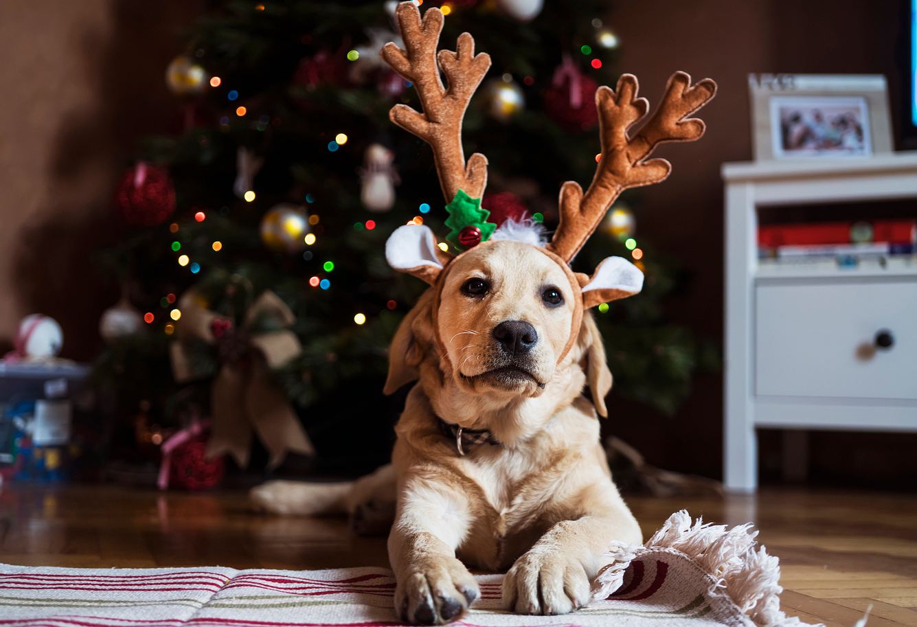 Hund vor einem Weihnachtsbaum