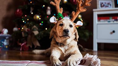 Adventskalender Hund - Foto: iStock/Vesnaandjic