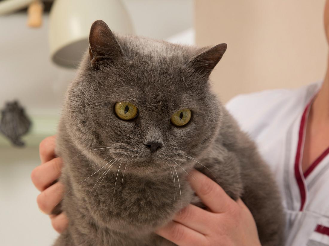 Besonders Katzen sind anfällig für chronische Nierenerkrankungen