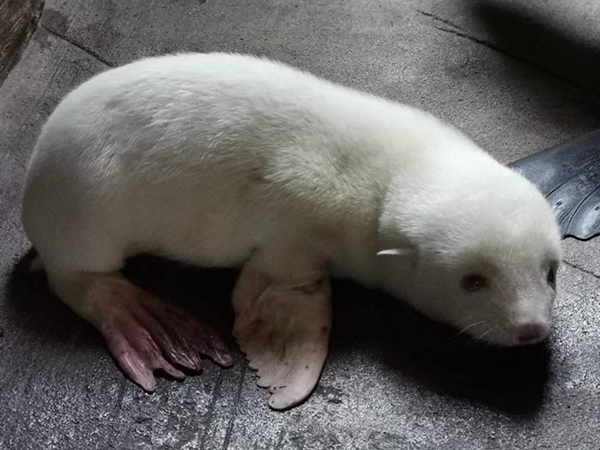 Albino-Seebärenbaby in Hagenbecks Tierpark.