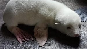 Albino-Seebärenbaby in Hagenbecks Tierpark. - Foto: Hagenbecks Tierpark