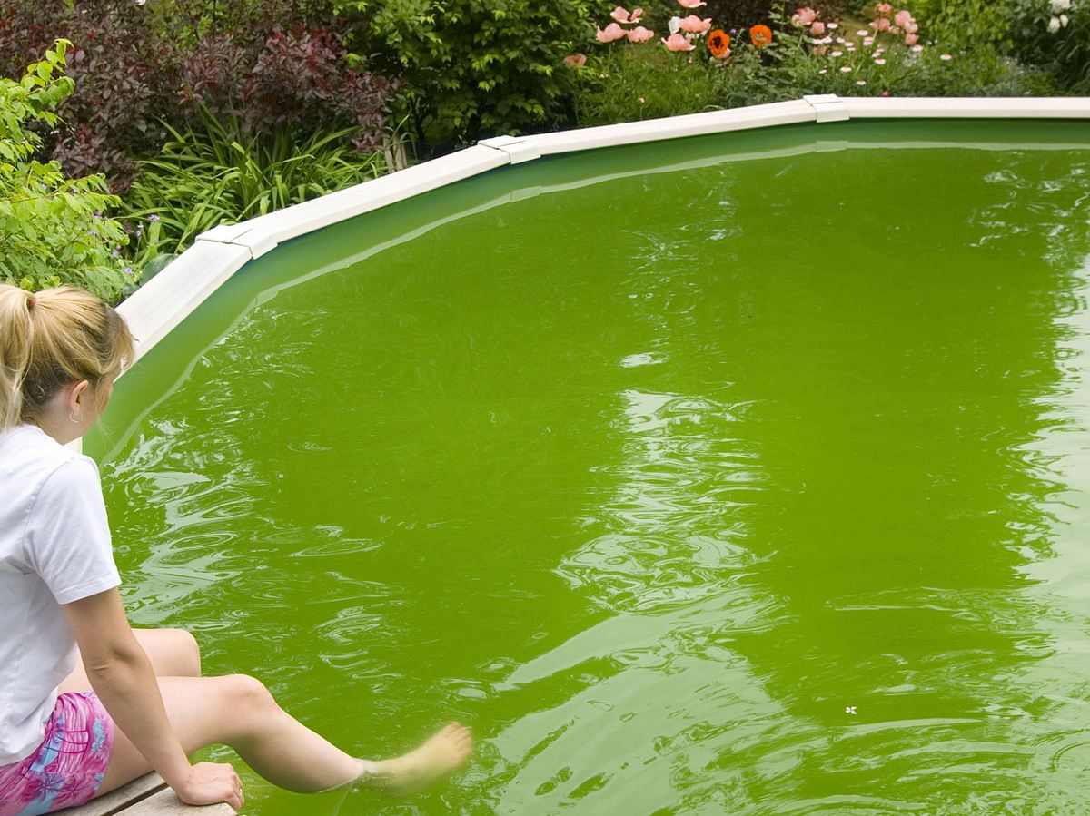 Wie Sie Algen in Ihrem Pool richtig entfernen.