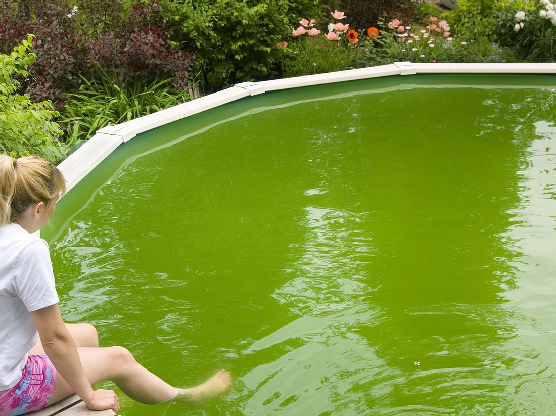 Wie Sie Algen in Ihrem Pool richtig entfernen.