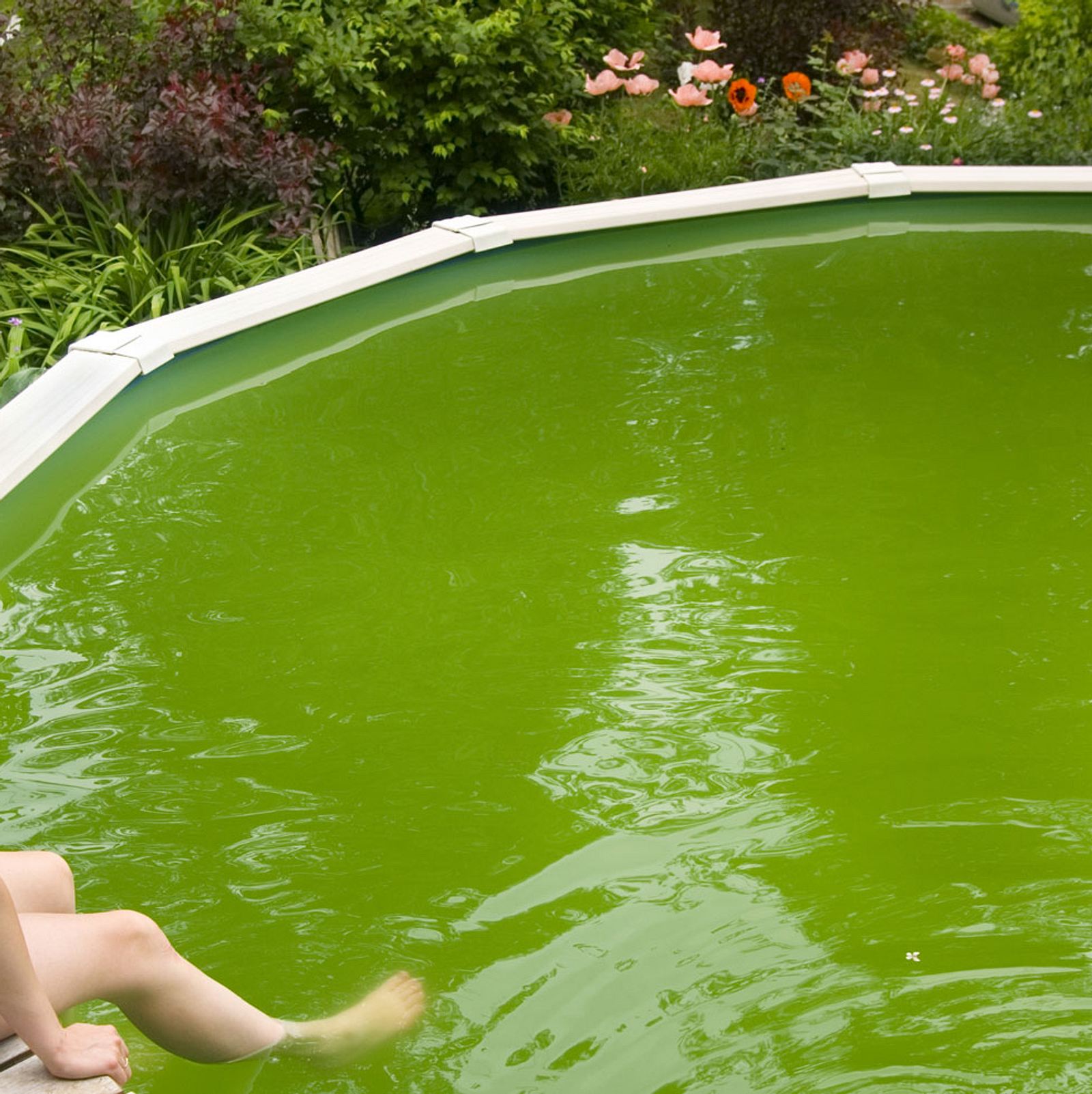 Приснился бассейн с водой. Бассейн на зелёном фоне. Сульфаты в воде бассейна. Вода цветет в бассейне в стакане. Green stop i clean Pool купить.