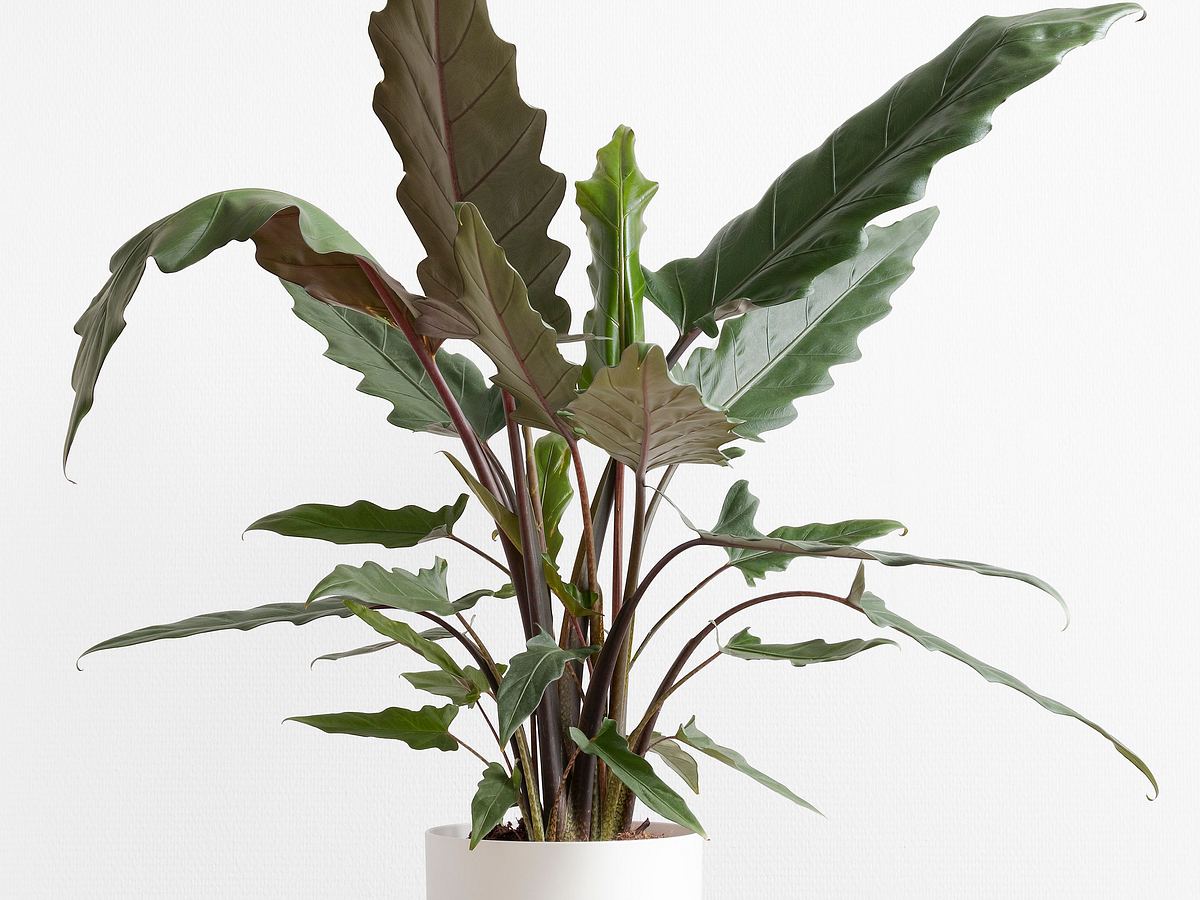 Alocasia Lauterbachiana mit schlanken, gezackten Blättern