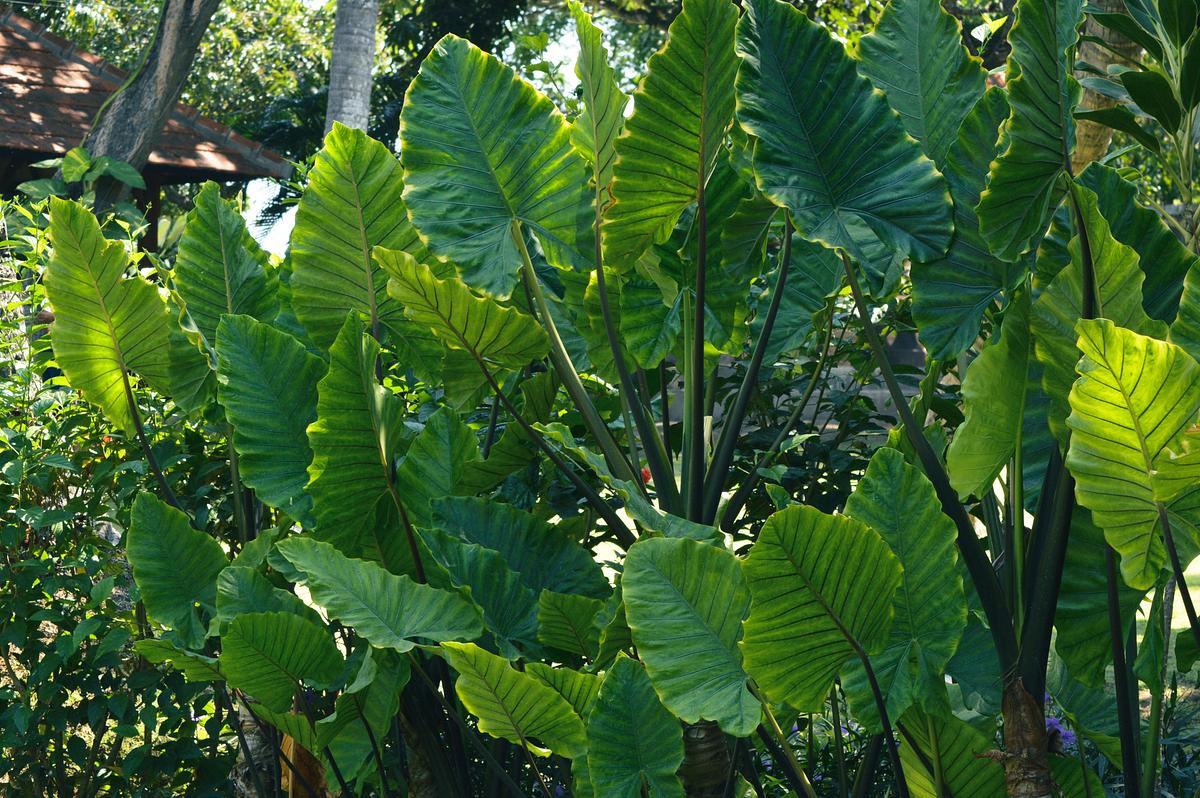  Alocasia Macrorrhizos mit riesigen Blättern