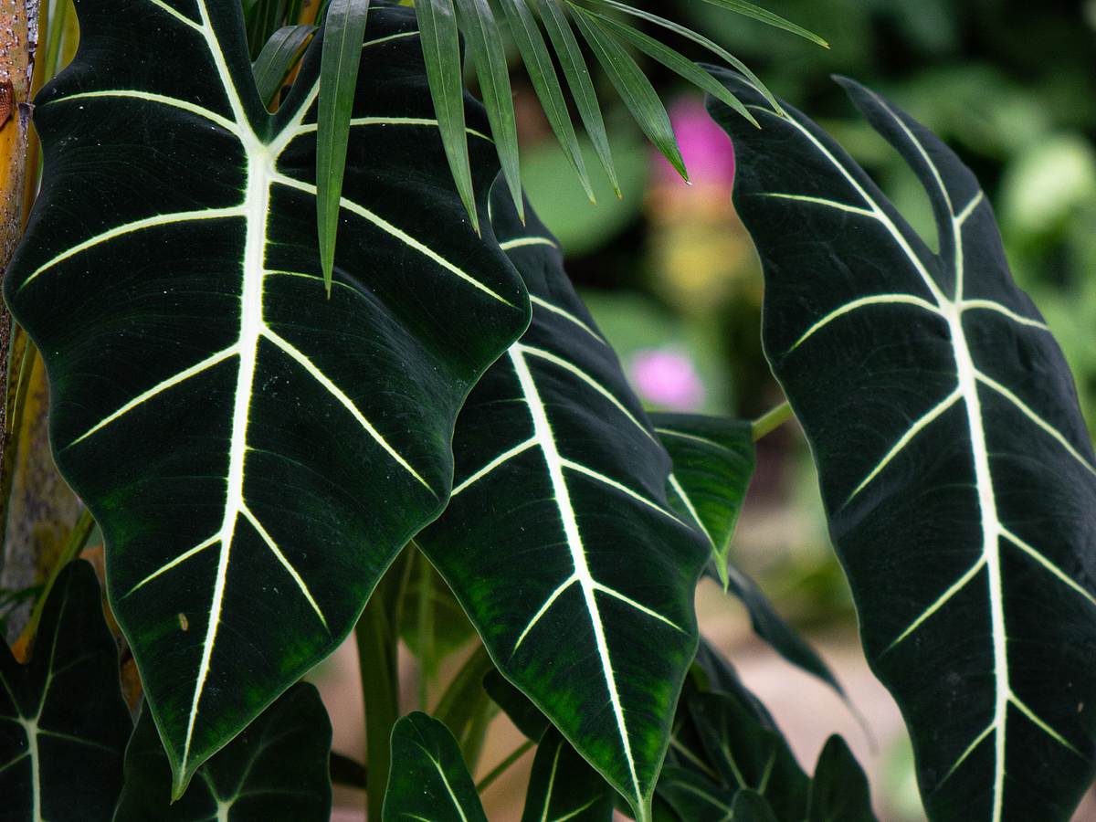 Alocasia Micholitziana Frydek mit samtig dunkelgrünen Blättern