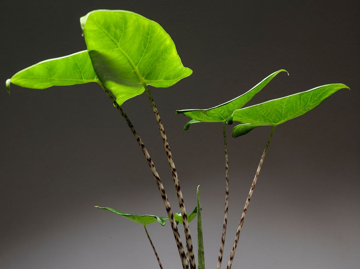 Alocasia Zebrina mit gestreiften Stielen