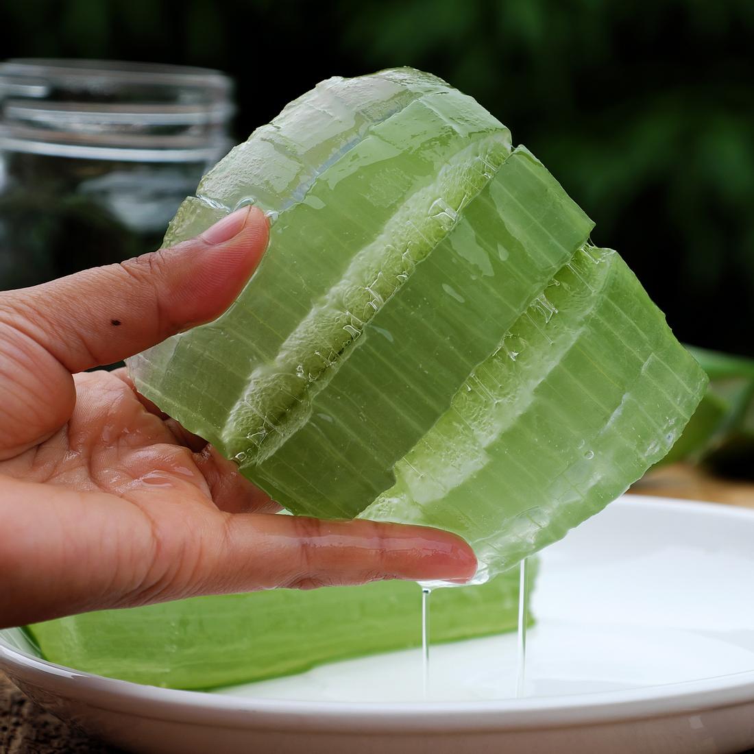 Aloe Vera Pflanze Aloe Vera Pflanze