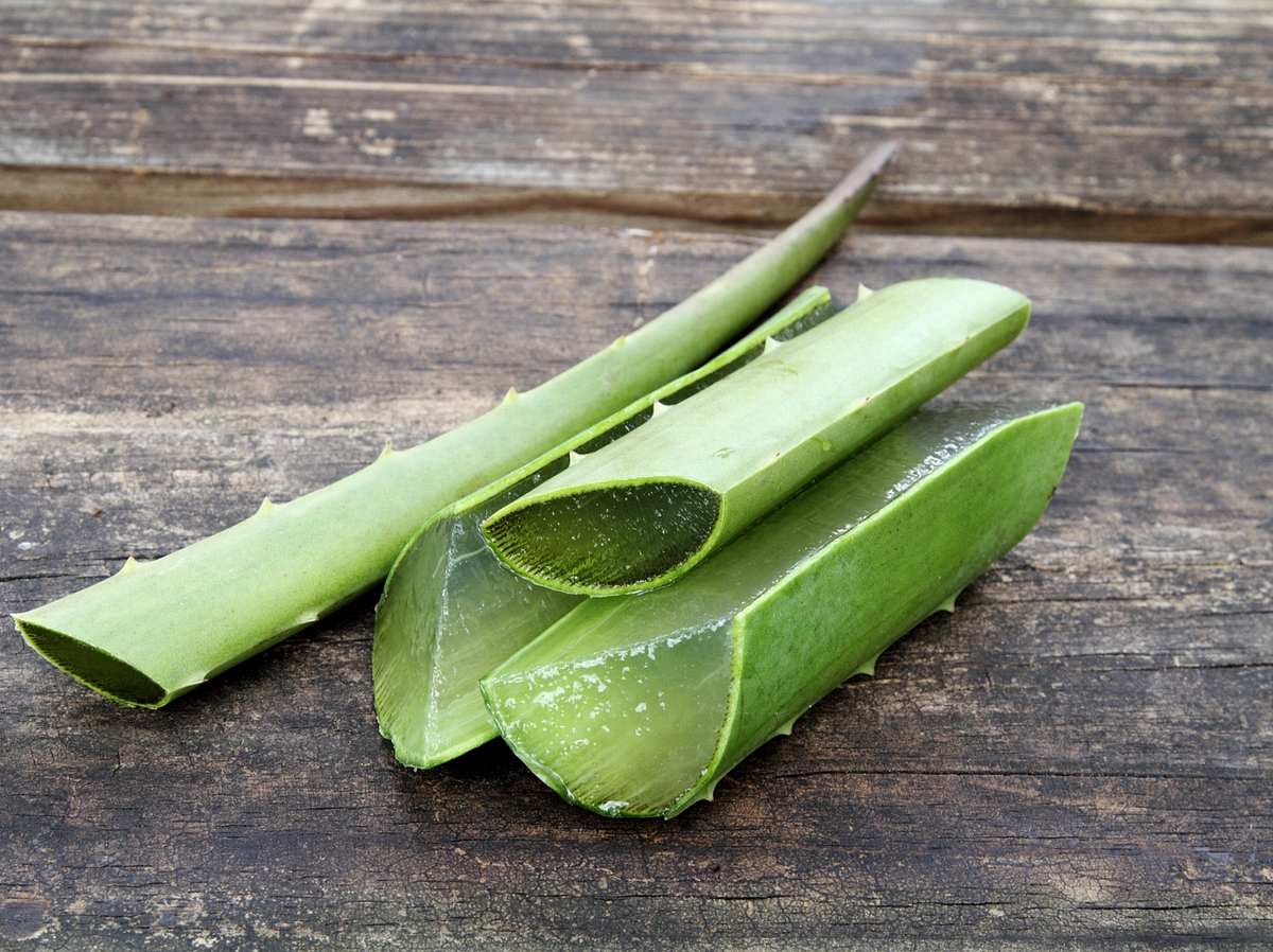 Aloe Vera Creme hilft gegen trockene Haut