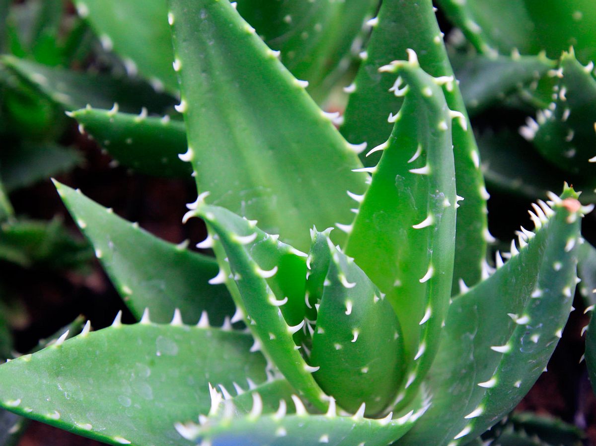 Aloe Vera Pflanze Ernten Und Zuchten Mit Der Richtigen Pflege