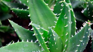 Aloe-vera-Pflanze - Foto: lnzyx / iStock