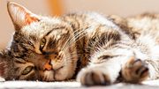 Alte Katze ruht sich aus.  - Foto: 1001slide / iStock