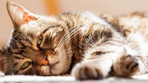 Alte Katze ruht sich aus.  - Foto: 1001slide / iStock