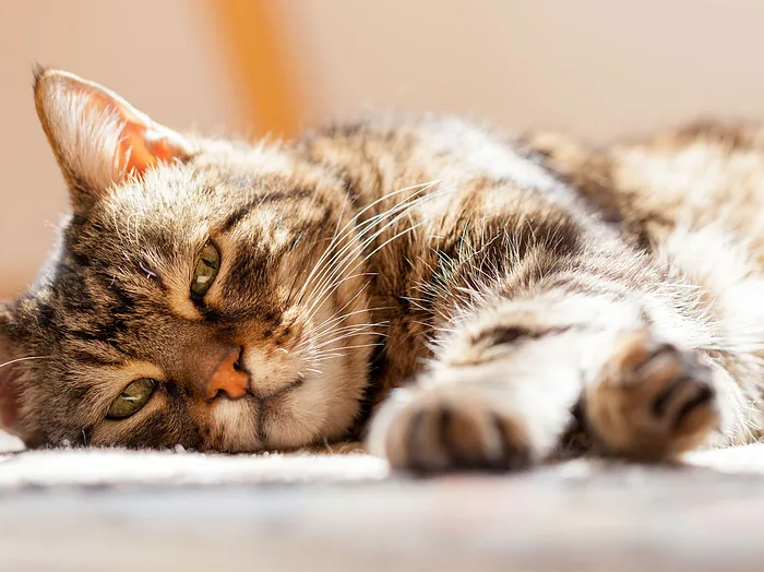 Gewichtsverlust bei älteren Katzen Gewichtsverlust bei älteren Katzen