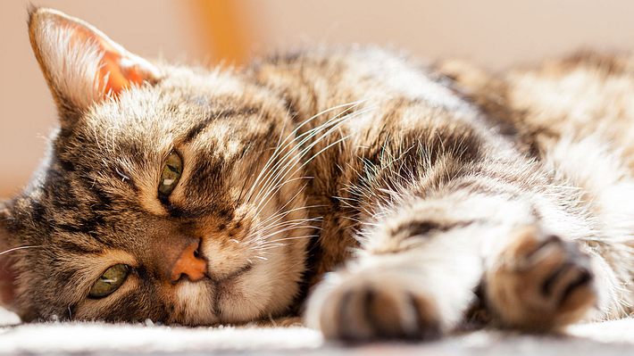 Alte Katze ruht sich aus.  - Foto: 1001slide / iStock