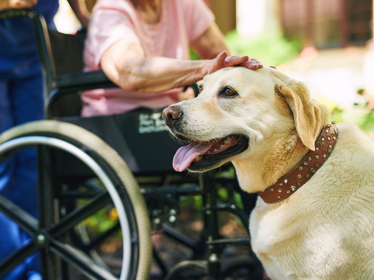 Der Kontakt mit Tieren hilft Alzheimer-Patienten