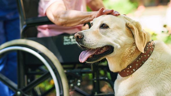 Der Kontakt mit Tieren hilft Alzheimer-Patienten - Foto: PeopleImages / iStock