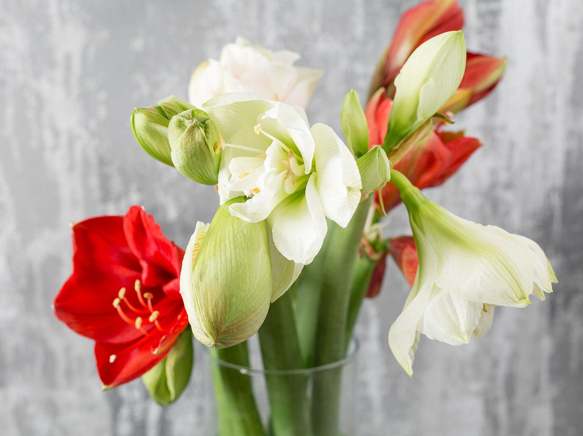 Amaryllis: Wir sind Freunde