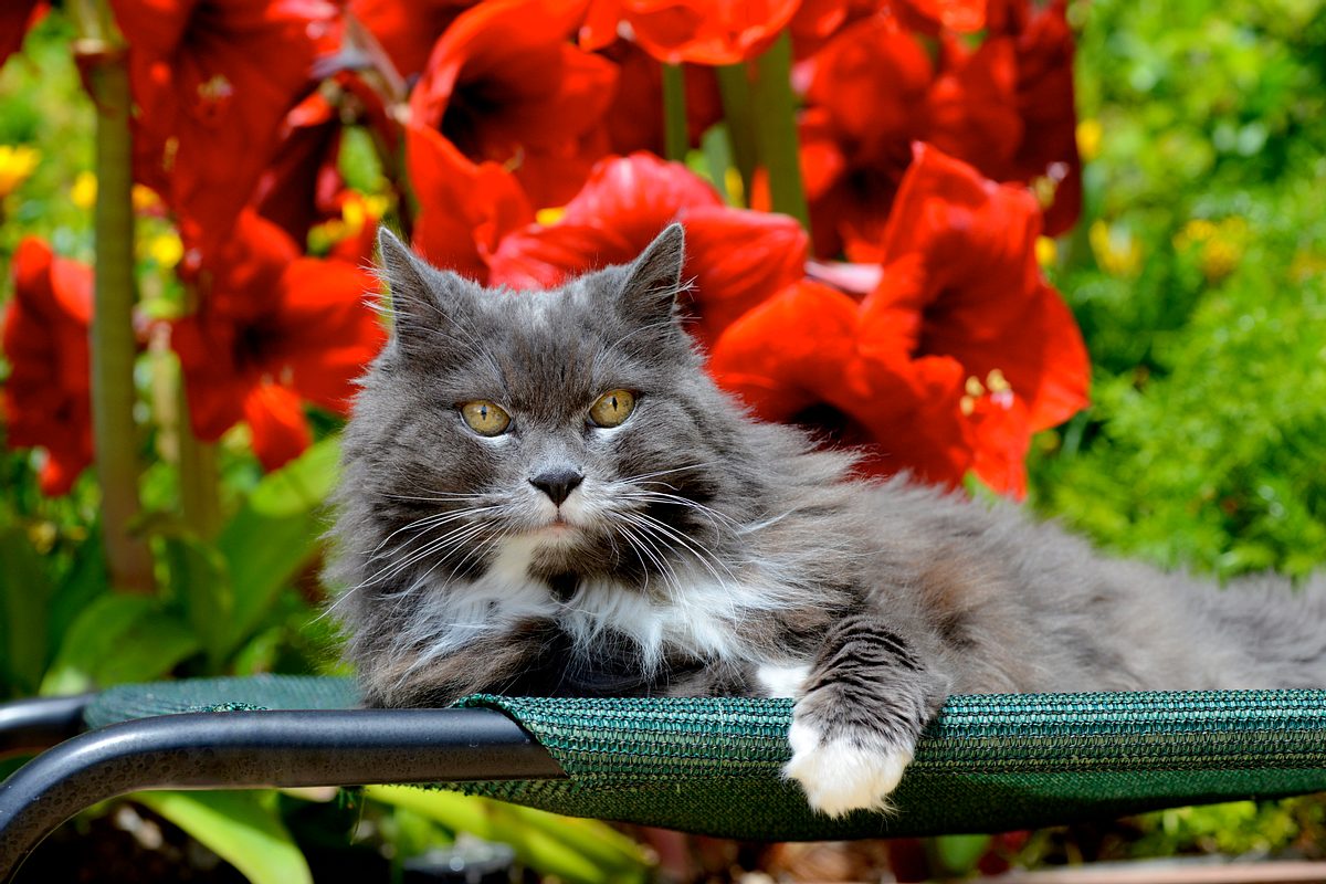 Katze liegt vor blühender Amaryllis.