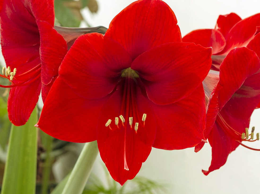 So gedeiht Ihre Amaryllis prächtig. So gedeiht Ihre Amaryllis prächtig.