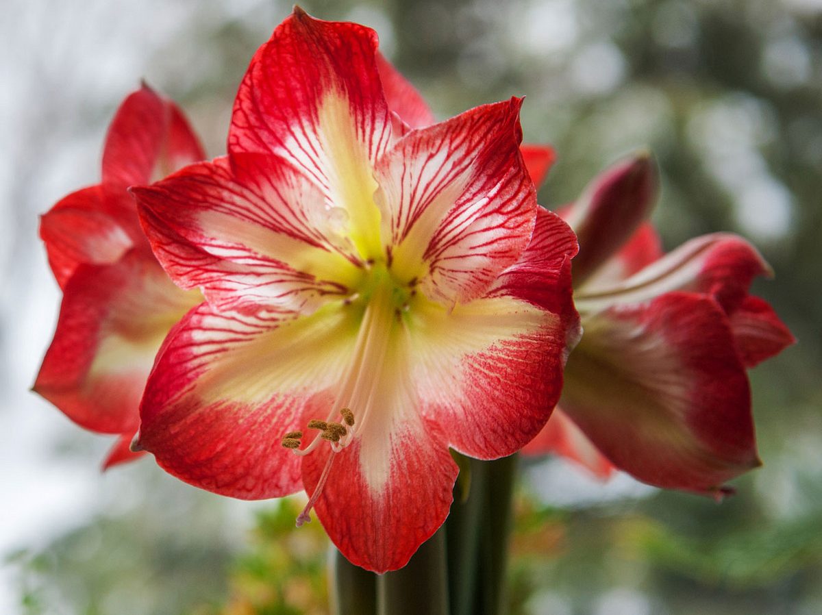 Die Amaryllis blüht mehrjährig.