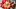 Die Amaryllis blüht mehrjährig - Foto: ballycroy / iStock