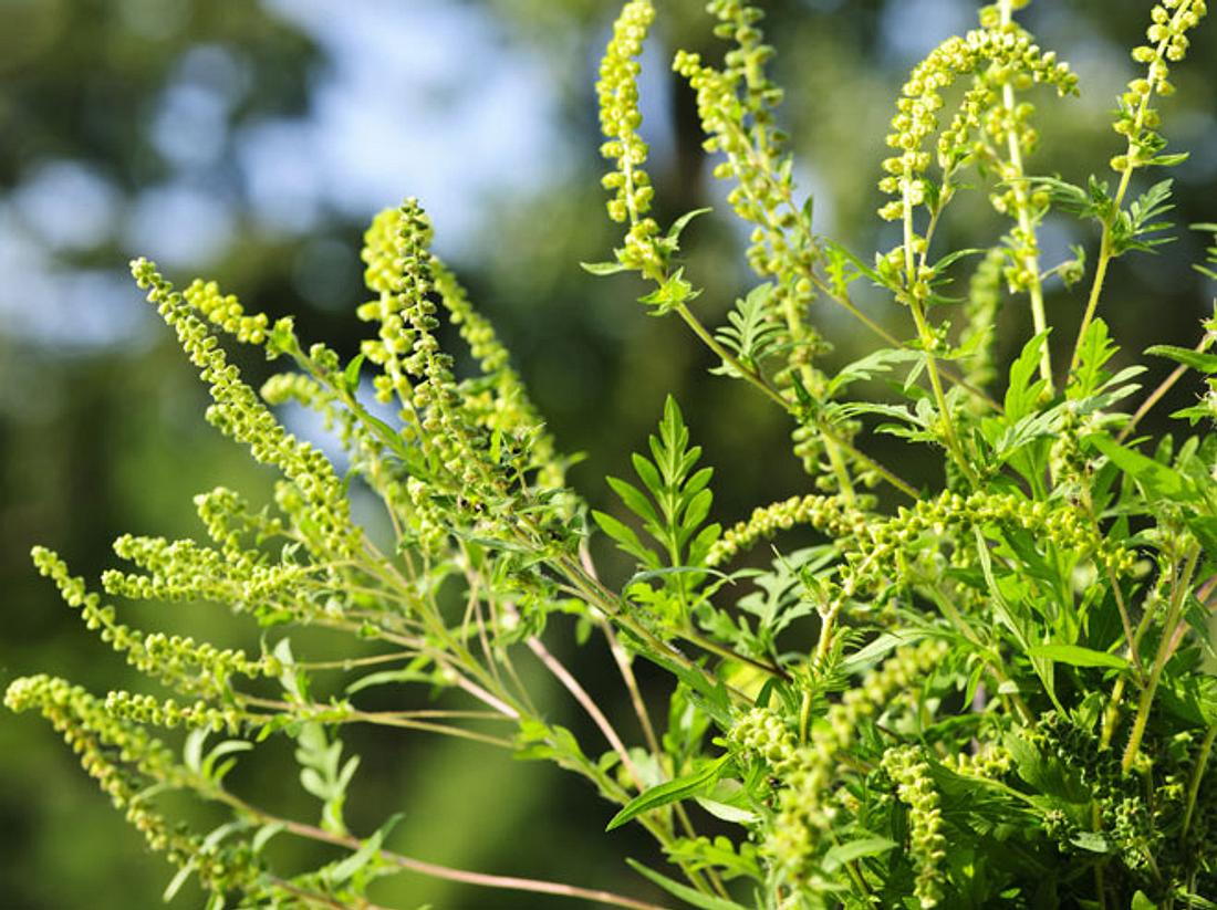 Ambrosia: Die Allergie-Pflanze