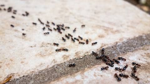 Ameisenköder gegen Ameisenbefall - Foto: iStock/porpeller 