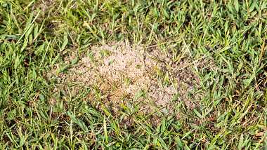 ein kleines sandiges Ameisennest im Rasen im Garten - Foto: iStock / Tim Bingham
