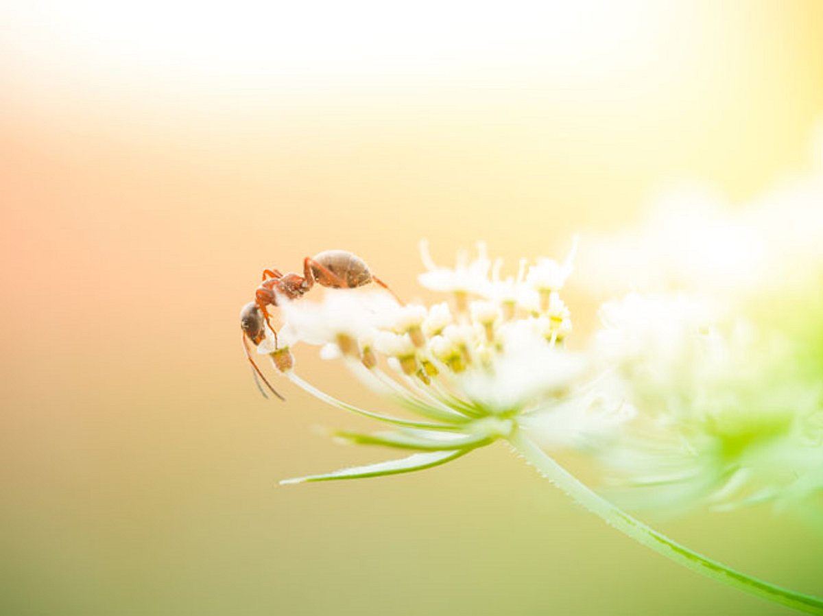 Ameisensäure: 6 Beschwerden, die Sie damit behandeln können