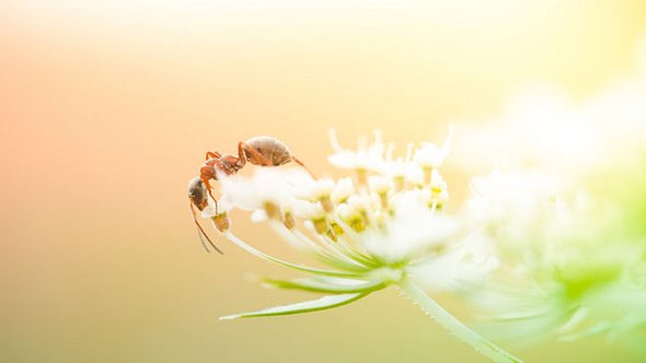 Ameisensäure: 6 Beschwerden, die Sie damit behandeln können - Foto: pawel.gaul/ iStock