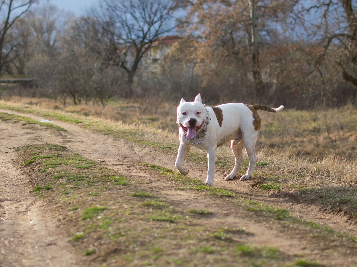 American Pit Bull Terrier