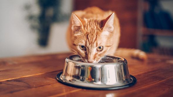 Anti-Schling-Napf Katze mit einem Kater - Foto: iStock/eclipse_images 