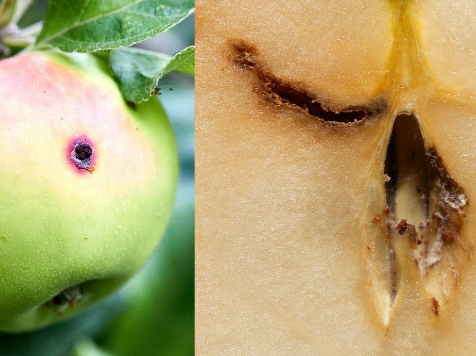 Wie erkennt man einen Befall durch Apfelwickler?