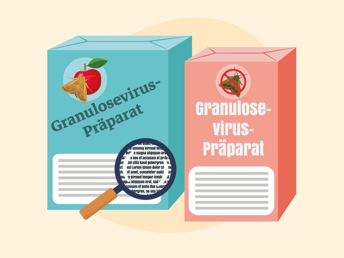 Apfelwickler bekämpfen mit Granulosevirus-Präparaten
