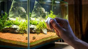 Aquarium reinigen: So gehts - Foto: Tetiana Garkusha / iStock