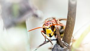 Asiatische Riesenhornisse - Foto: Gregory_DUBUS / iStock