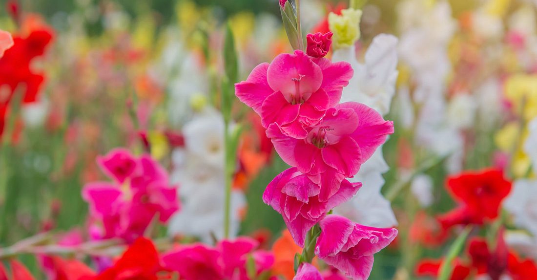 Was Ihre Geburtsblume Verrat Liebenswert Magazin