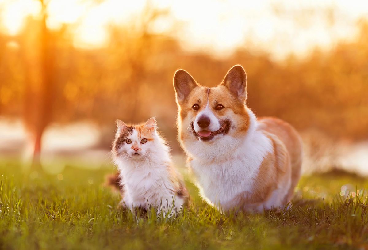 Für Katzen und Hund ist eine besondere Vorsicht geboten. 