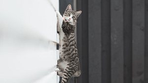  Zaunaufsatz für Katzen. - Foto: stock_colors / iStock