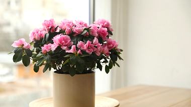 Eine pink blühende Azalee steht an einem Fenster - Foto: iStock/Liudmila Chernetska; Bildbearbeitung: Redaktion Liebenswert