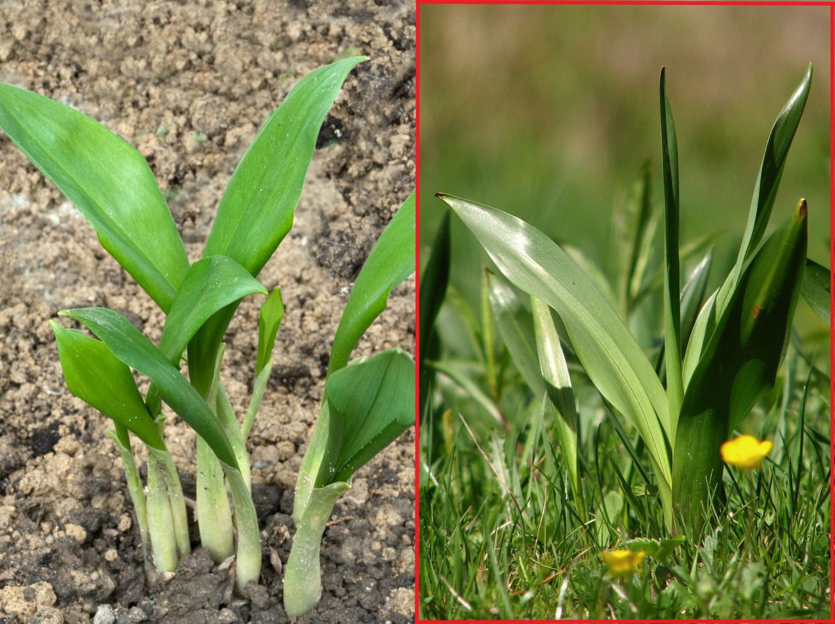 Bärlauch (links) sollte nicht mit der Herbstzeitlosen (rechts!) verwechselt werden.