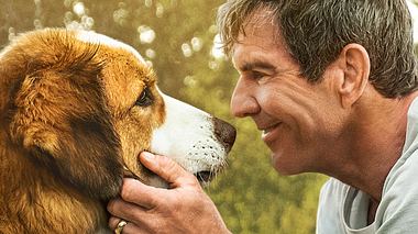 Bailey - Ein Hund kehrt zurück - Filmplakat - Foto: © 2019 Constantin Film Verleih GmbH