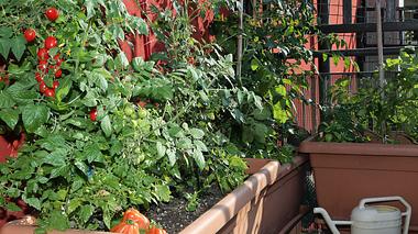 Gemüse auf dem Balkon anbauen. - Foto: ChiccoDodiFC / iStock